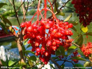红果果图片,大自然的馈赠，秋日里的甜蜜诱惑